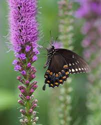 Attract Butterflies To Your Garden With Liatris Longfield Gardens Liatris Flower Landscape Attract Butterflies