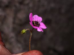 Image result for Geranium ocellatum