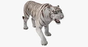 3d Model White Tiger Roar Fur Tiger Roaring White Tiger Tiger