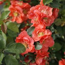 We did not find results for: Double Take Peach Quince Chaenomeles Speciosa Proven Winners