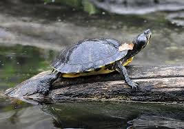 Next, take your old zoo med turtle dock, or buy one of the appropriate size for your turtle at walmart. Best Turtle Basking Platform In 2021 Buying Guide Reviews Top 5