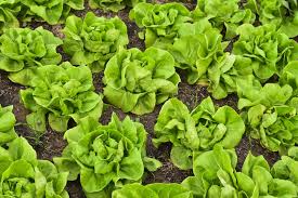 How to pick lettuce in your garden. How To Harvest Buttercrunch Lettuce Garden Eco