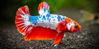 Sebagai bentuk dukungan sahabat terhadap chanel ikan mania818. 10 Jenis Ikan Cupang Hias Kontes Tercantik Dan Gambarnya Pintarpet