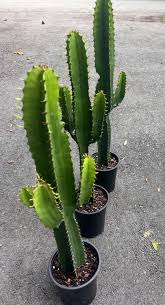 Image result for Euphorbia ingens