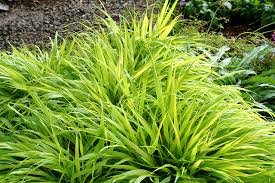 We did not find results for: 5 Gold Plants To Illuminate Shady Garden Spots
