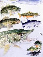 Freshwater Fishes Of New York Series Nys Dept Of
