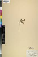 Image result for Biophytum abyssinicum