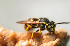 Que faire en urgence ? Guepes Quels Sont Les Dangers Insecticides Kapo