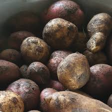 I just picked about 100 pounds of potatoes from my garden. Potato Storage Tips How To Store Potatoes In A Pit