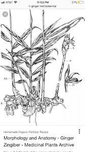 Pin By Rozen Anne On Tattoo Ginger Plant Rhizome Plants