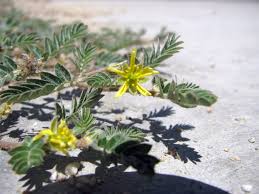 Image result for Tribulus terrestris