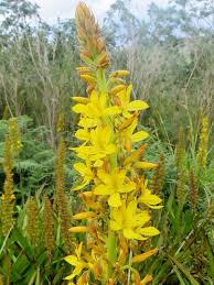 Image result for Wachendorfia