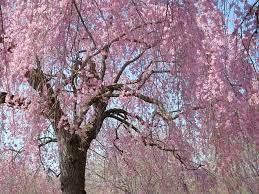 Buy this plant from 2 gardenality business profiles ». Prunus Subhirtella Rosea Pink Weeping Cherry Diaco S Garden Nursery