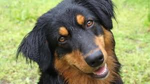 Sein neues zuhause sollte ohne kleine kinder sein. Tierheim Leverkusen Diese Hunde Suchen Ein Zuhause