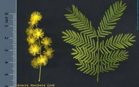 Image result for Acacia dealbata
