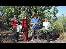 Hasat Icin 10 Yil Bekledi Pekmezinin Kilosunu 60 Tl Den Satiyor Youtube 2020 Hasat Youtube Meyve