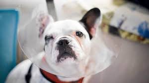 French bulldog with superficial folliculitis on their stomach. Common French Bulldog Health Problems Healthy Paws