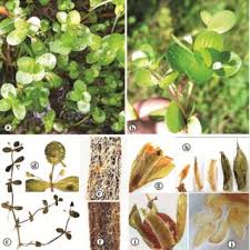 Image result for Bacopa hamiltoniana