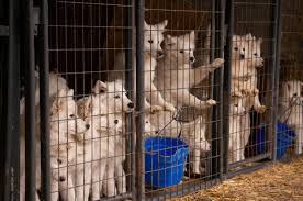 We then arrange transport of the dogs and put them into temporary care homes. Dogs Taken From Iowa Puppy Mill Monday Not Up For Adoption