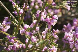 Image result for Muraltia