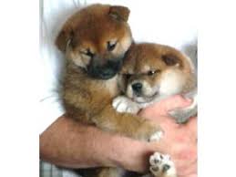 Puppies will have their 1st shots and deworming. Shiba Inu Puppies In Washington Dc
