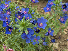 Image result for Anagallis pumila