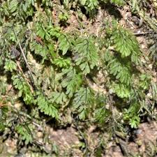 Image result for Hymenophyllum capillare