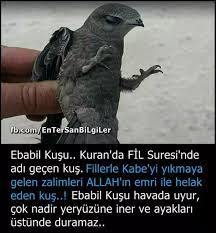 fotograf hayvan bilimi gercekler okuma calismasi