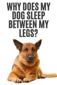 Why Does My Dog Sleep Between My Legs German Shepherd Puppy Funny Sleeping Dogs German Shepherd