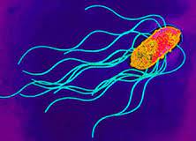 Infection Landscapes Salmonellosis