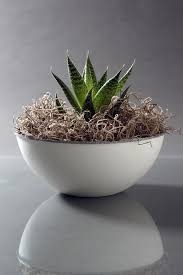 In particular, these old, concrete planters that my mother gave me years ago. Vietnam Large Lightweight Concrete Planters Vietnam Lightweight Concrete Pots