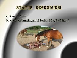 Lihat kuda kawin gede banget anunya подробнее. Manajemen Pemeliharaan Kuda Ppt Download