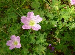 Image result for Geranium mlanjense