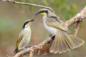 Image result for Melhania virescens