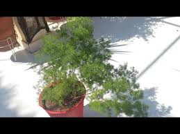 Image result for Asparagus macowanii