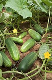 When to plant a garden in illinois. Cucumber Illinois Vegetable Garden Guide University Of Illinois Extension