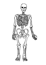 Whitepages is a residential phone book you can use to look up individuals. Pin On Skeleton