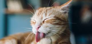 Spoiled food is another culprit, as is wet food that's too cold. Cat Throwing Up Normal Or Cause For Alarm Iams
