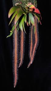 Image result for Oberonia