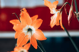Maybe you would like to learn more about one of these? 10 Most Exotic Flowers Around The World Unwrapped Lifestyle Lovingly