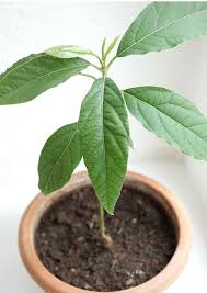 Avocadopflanze Selber Ziehen Avocado Pflanze Pflanzen Avocadobaum Ziehen