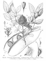 Image result for Brachystegia torrei