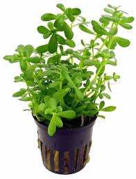 Image result for Bacopa crenata