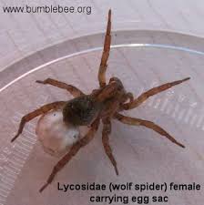 The result is likely to be the emergence of many baby spiders. Araneae Spiders Part 3