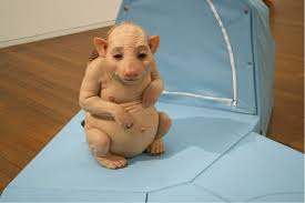 Image result for Northern hairy-nosed wombat