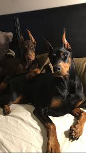 Dobermann Pinscher Marianna Araujo I Follow Araujo Dobermann Episode Marianna Pinscher Black Cat Cat Di 2020 Doberman Doberman Pinscher Kopek Turleri