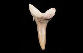 4.4 out of 5 stars 27. Carcharias Extinct Sand Tiger Shark Tooth Eocene For Sale 3416 Fossilera Com