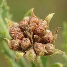 Image result for Osteospermum muricatum