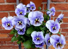 Alert filters:all categories in south africa (keyword: Pansy Pansy Pansy Reel Gardening