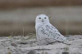 Birds Of Cape Cod Snowy 3 Cape Cod Snowy Owl Snowy